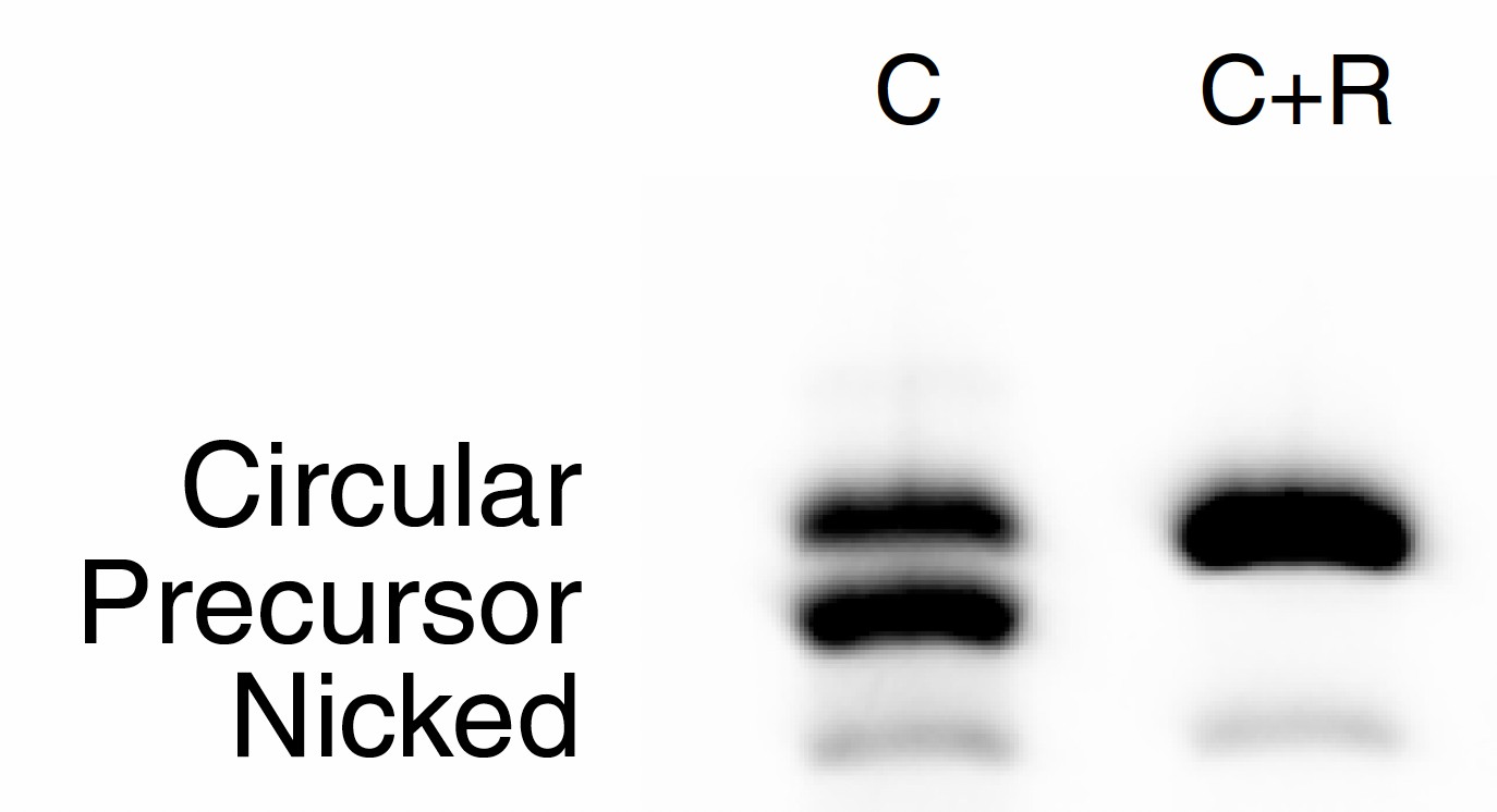 The result of RNase R treatment to the products of the circulation reaction. (Wesselhoeft, et al., 2018)