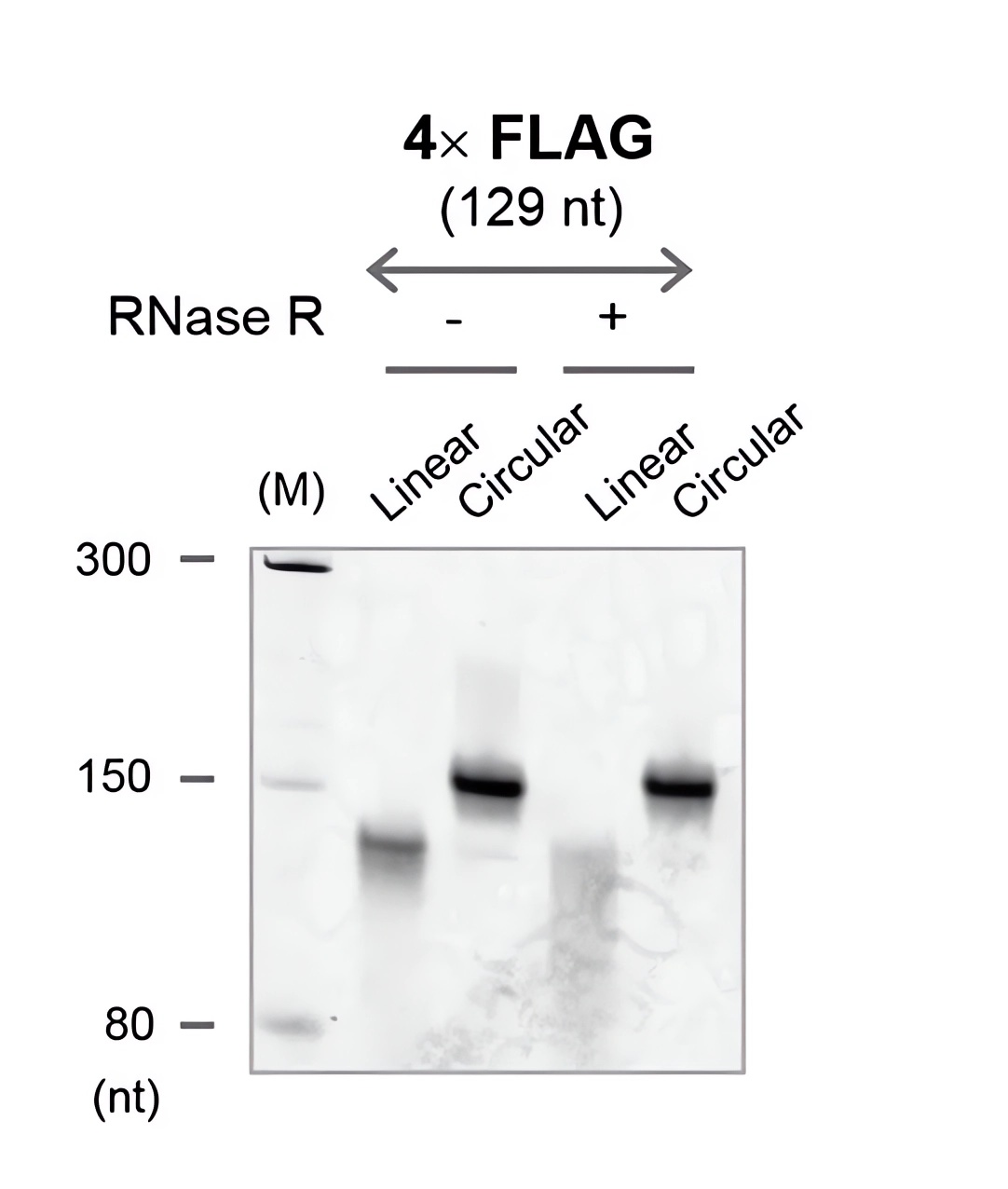 RNA was treated with RNase R, and the results were detected by denaturing PAGE gel electrophoresis. (OA Literature)