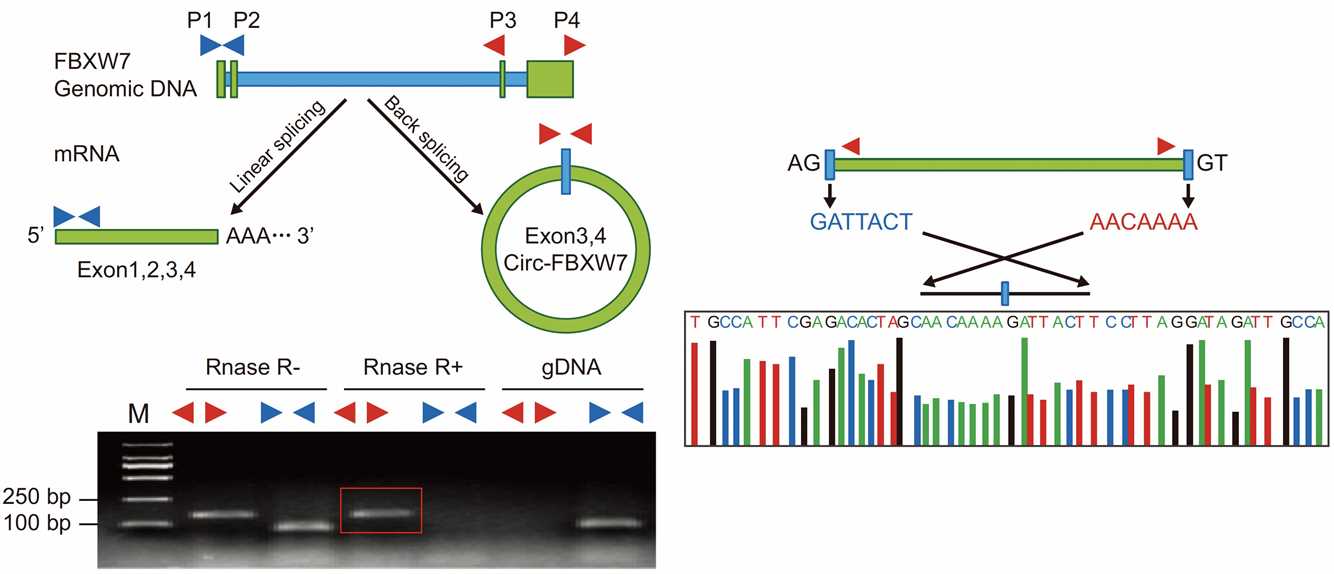 The PCR and sequencing of circRNAs. (Yang, et al., 2018)