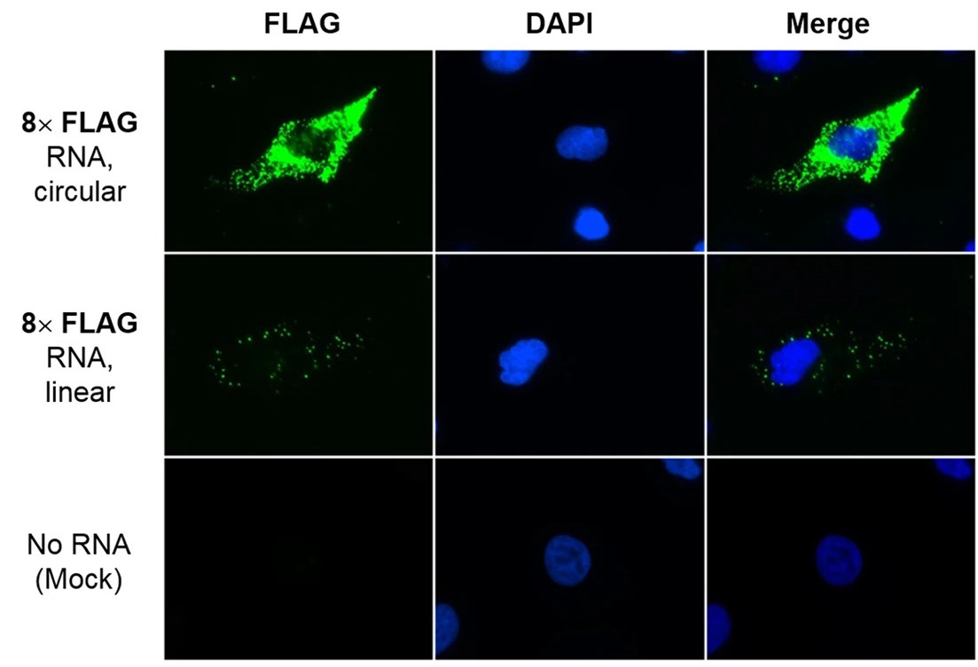 The RNA translation of HeLa cells transfected with linear and circular RNA was observed under an inverted fluorescence microscope. (OA Literature)