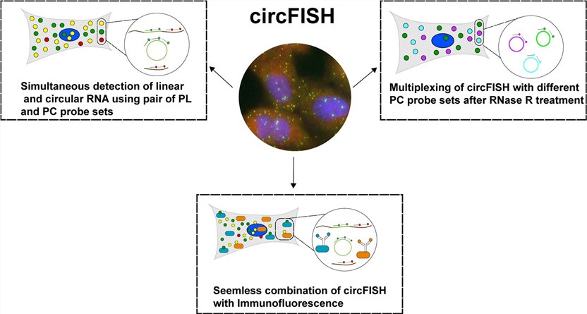 CricFISH can be used to distinguish between linear and circular target RNAs and has the potential to combine various immunological detection methods. (OA Literature)