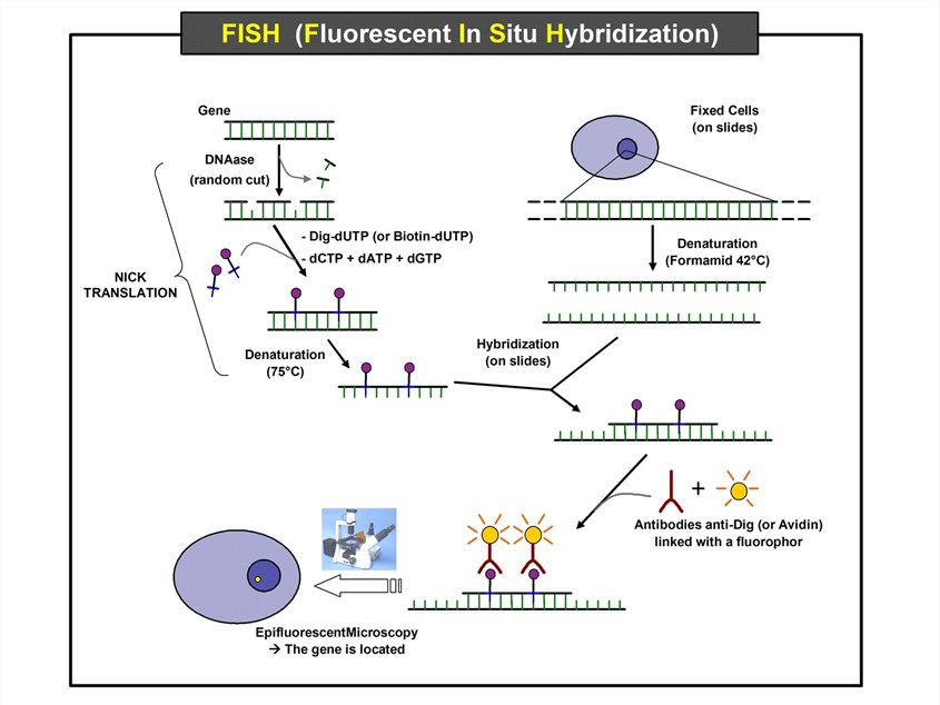 Flowchart of the FISH experiment for locating target RNA in the cell nucleus. (OA Literature)
