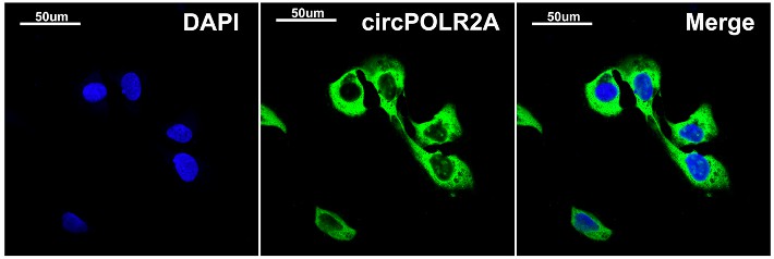 CircPOLR2A is located in cell cytoplasm verified by FISH. (Xu, et al., 2022)