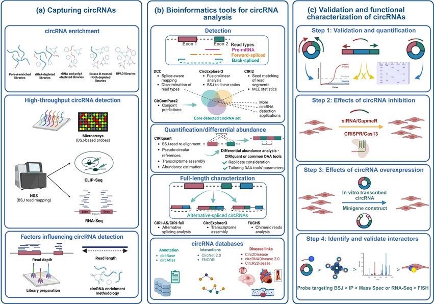 Experimental and computer simulation methods for the detection and functional analysis of circular RNAs, including in vitro experiments such as FISH, CLIP, and NGS. (OA Literature)
