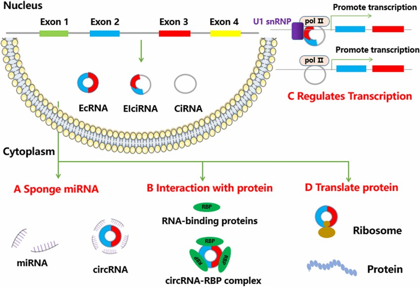 The functions of circRNAs.( Zhang, 2019)