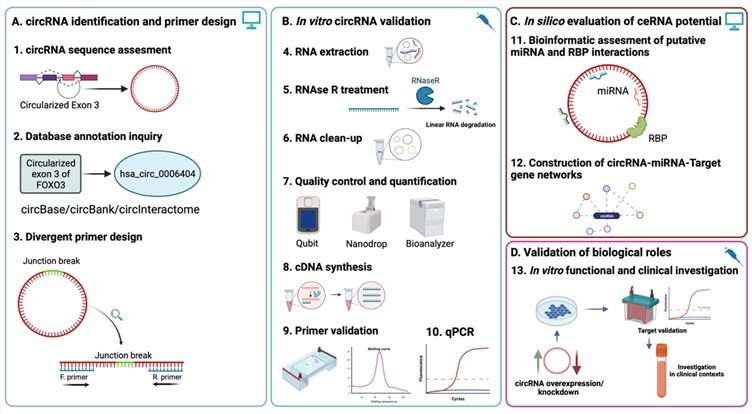 Experimental workflow of circRNA evaluation using qRT-PCR and downstream functional investigation. (OA Literature)