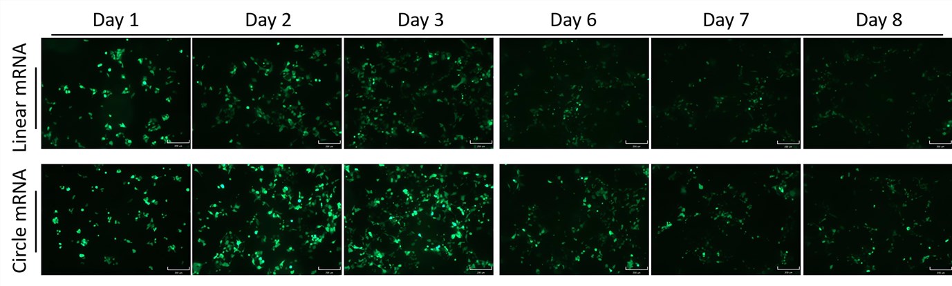 The expression of EGFP was observed under an inverted fluorescence microscope. (Creative Biolabs Original)