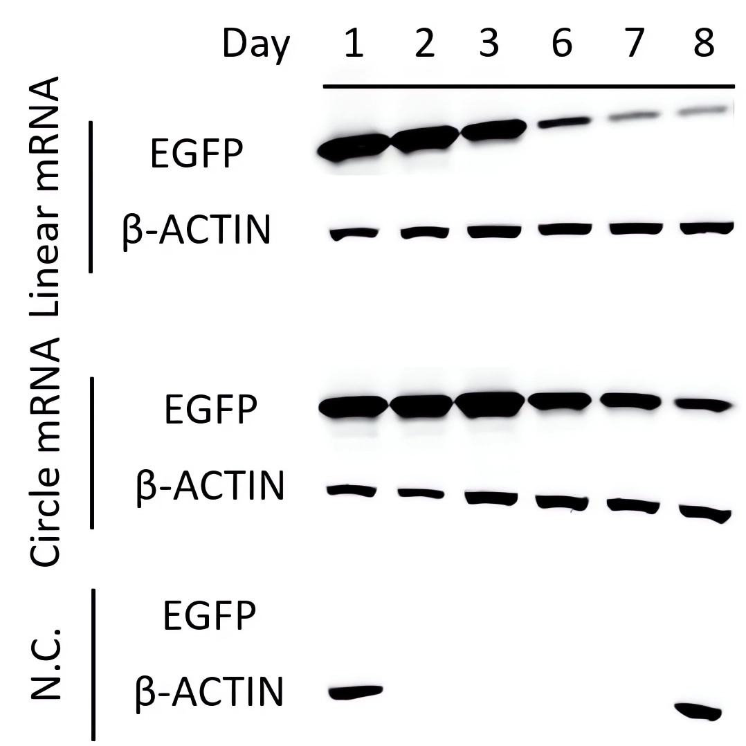 The levels of EGFP translated from circular mRNA and linear mRNA were detected by Western Blot experiment. (Creative Biolabs Original)