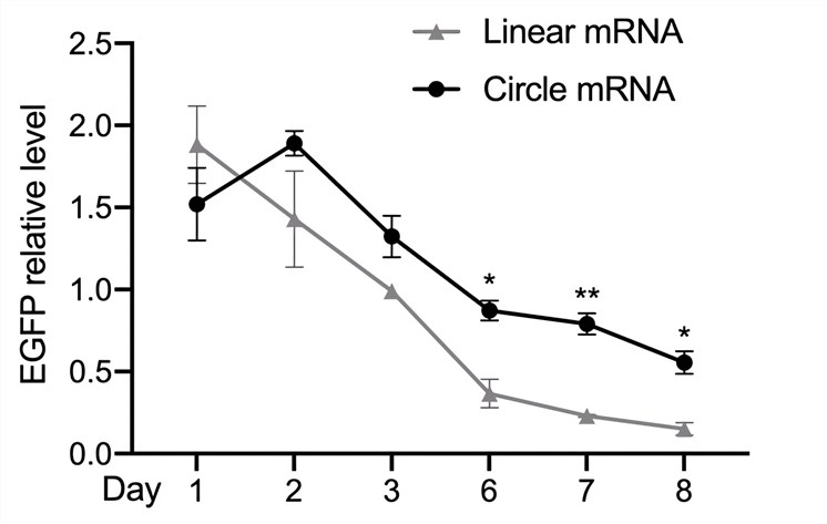 The expression level of EGFP was statistically analyzed to assess the persistence of circular mRNA and linear mRNA expression. (Creative Biolabs Original)