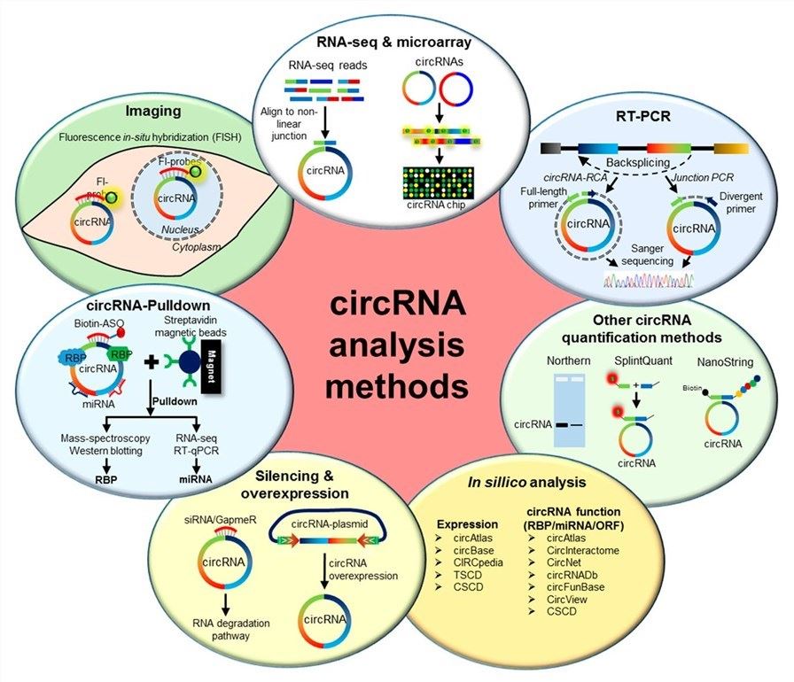 A variety of methods can be used to analyze circular RNAs, including RNA sequencing and circular RNA microarrays, RT-PCR, Northern Blotting, Splint Quant, Nano String, fluorescently labeled probes, and so on. (OA Literature)