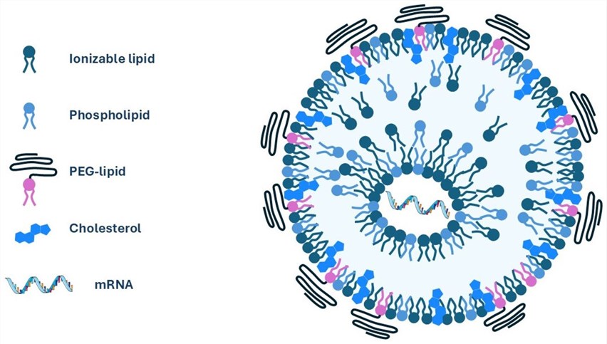 LNPs are usually composed of a cationic ionizable lipid and other helper lipids, including phospholipids, cholesterol, and a polyethylene glycol-conjugated lipid (PEGylated lipid). (OA Literature)