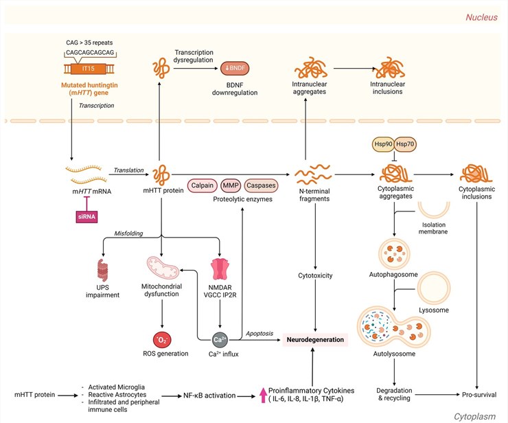 The molecular pathways and mechanisms of action behind Huntington's disease. (OA Literature)