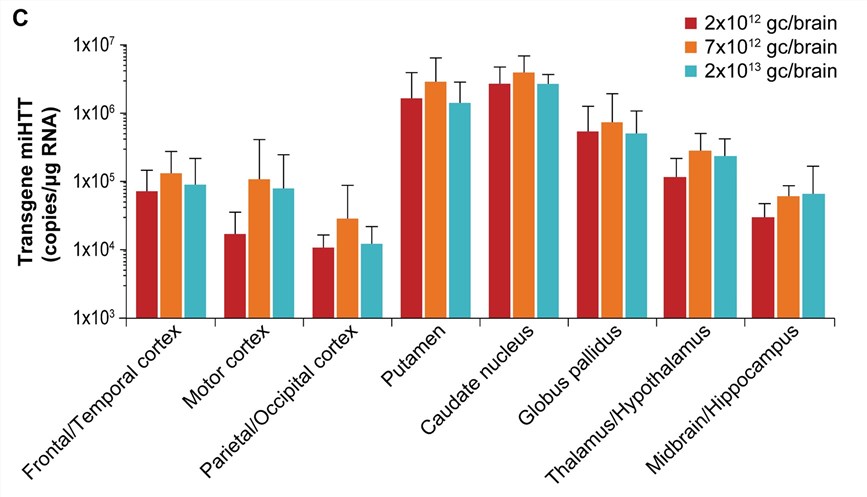 The drug distribution after injection of different doses of AAV-miHTT. (OA Literature)