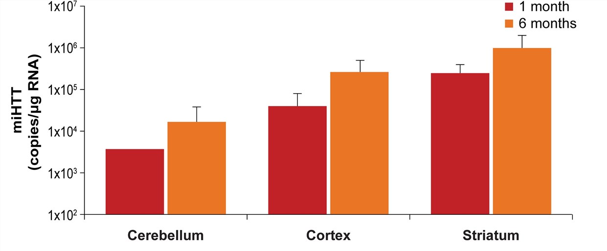 The expression of mi HTT in different brain regions of rats after injection of AAV drugs. (OA Literature)