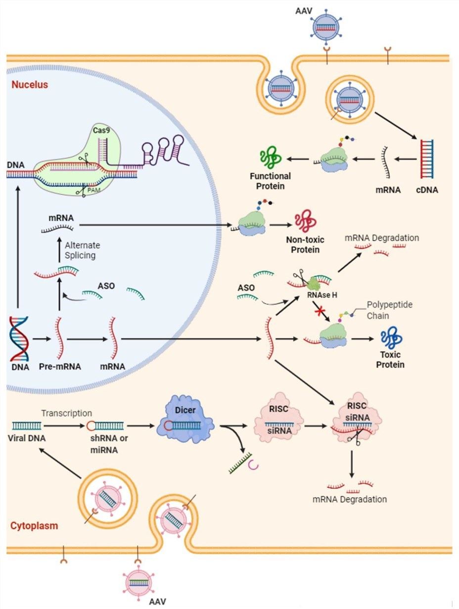 Schematic diagram of the gene therapy mechanism that can be used as a treatment method for ALS. (OA Literature)