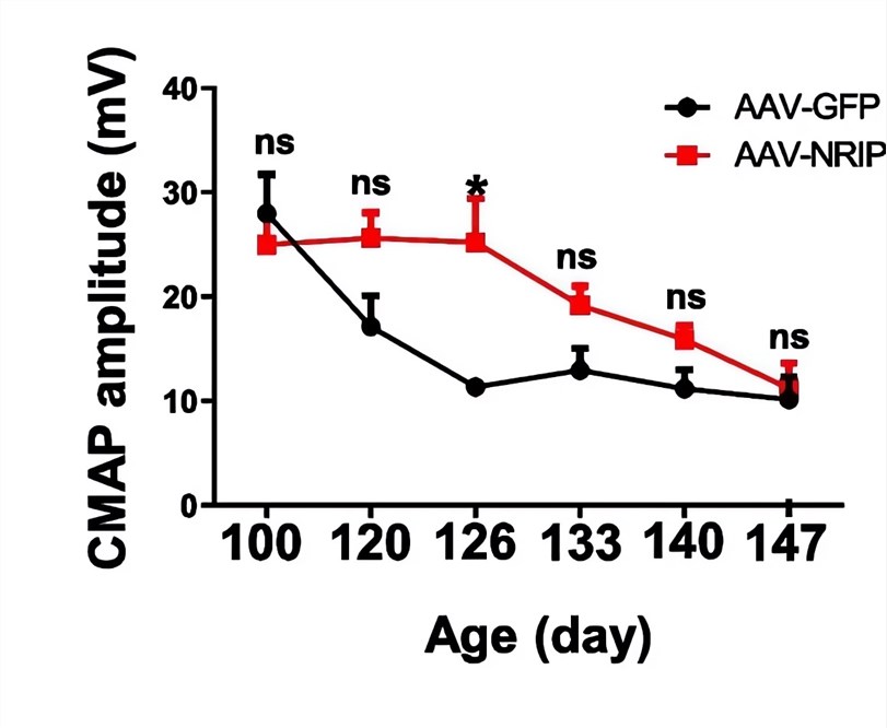 The amplitude of CMAP in disease model mice increased after AAV-NRIP treatment. (OA Literature)