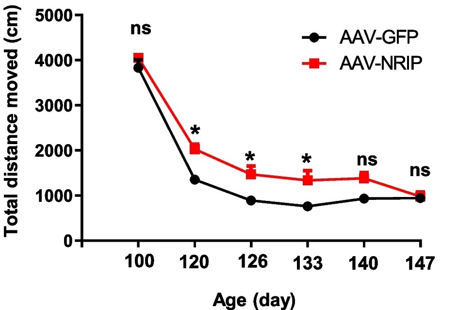The movement distance of the disease model mice after AAV-NRIP treatment increased. (OA Literature)