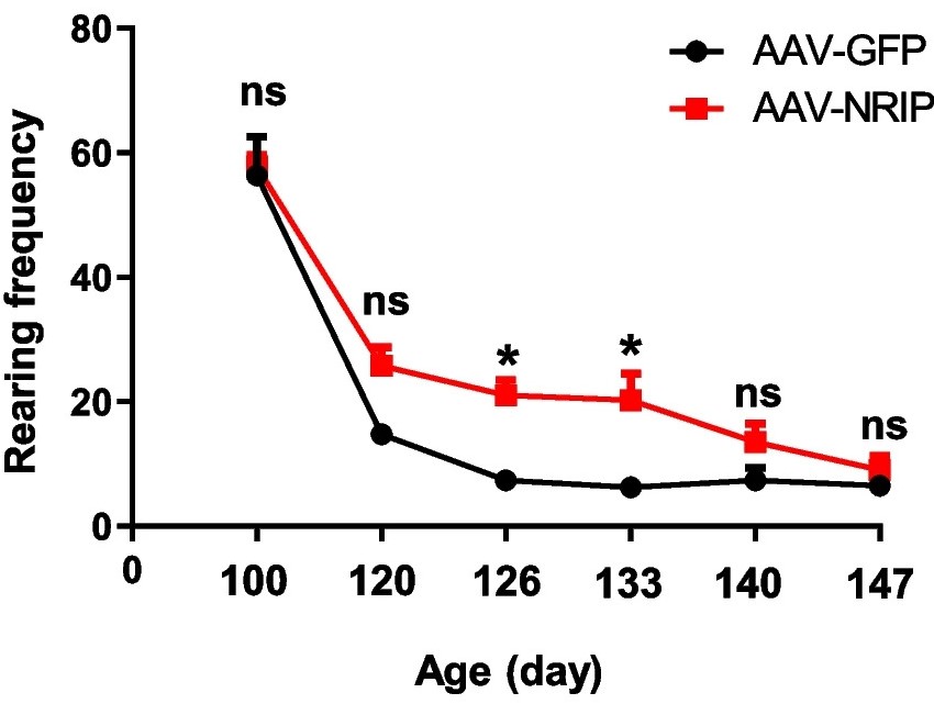 The upright frequency of disease model mice treated with AAV-NRIP increased. (OA Literature)