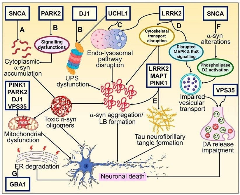 Genetic basis of PD and its underlying molecular pathways toward neurodegeneration. (OA Literature)