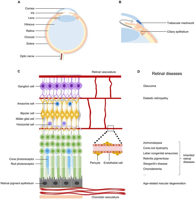 A schematic diagram of the anatomical structure of the retina and common eye diseases. (OA Literature)