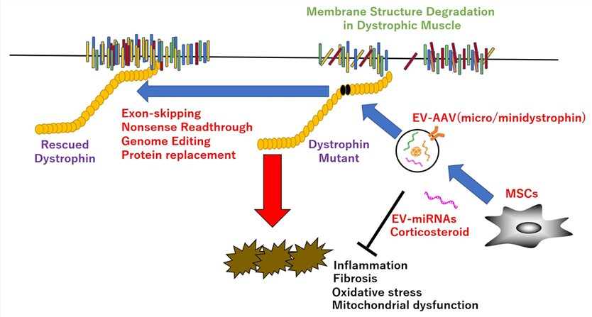 The currently commonly used treatment strategies for DMD. (OA Literature)
