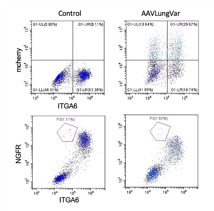 Flow cytometry experiments stained with ITGA6 and NGFR markers to identify apical cell populations (ITGA6-NGFR-), basal cell populations (ITGA6+NGFR+), or ionic cell populations (ITGA6-NGFR+). (OA Literature)