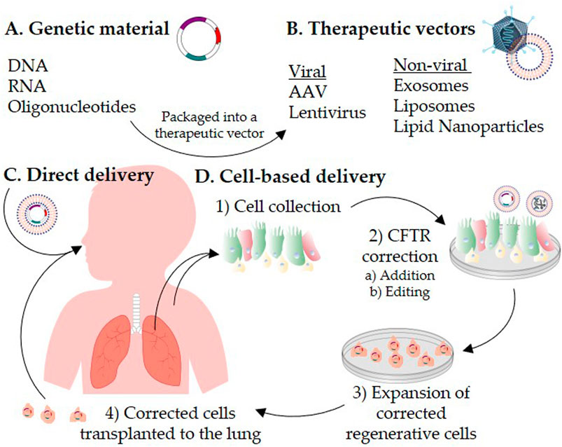 AAV has broad prospects in the laboratory and clinical treatment of DMD. (OA Literature)