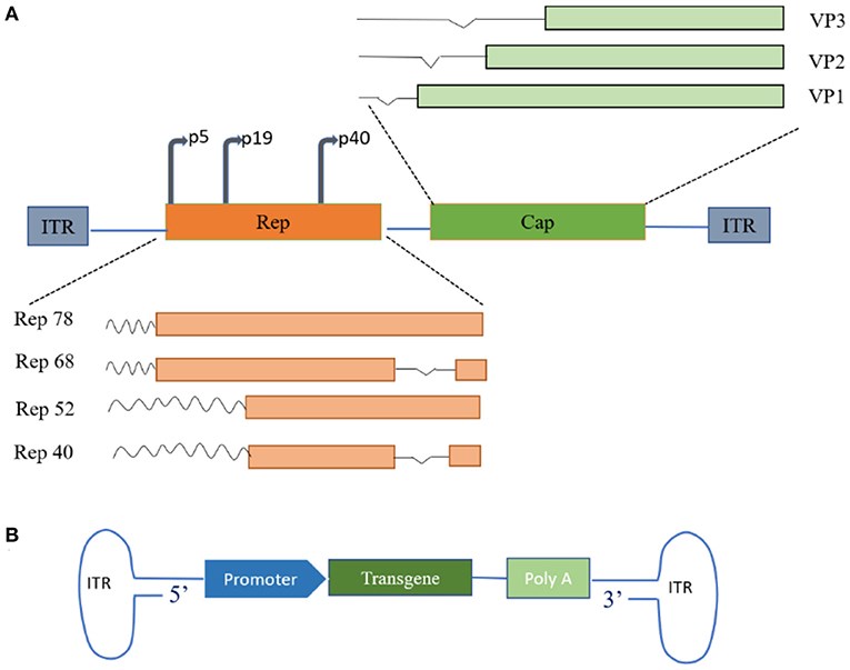 The genomic structures of wild-type AAV and recombinant AAV. (OA Literature)