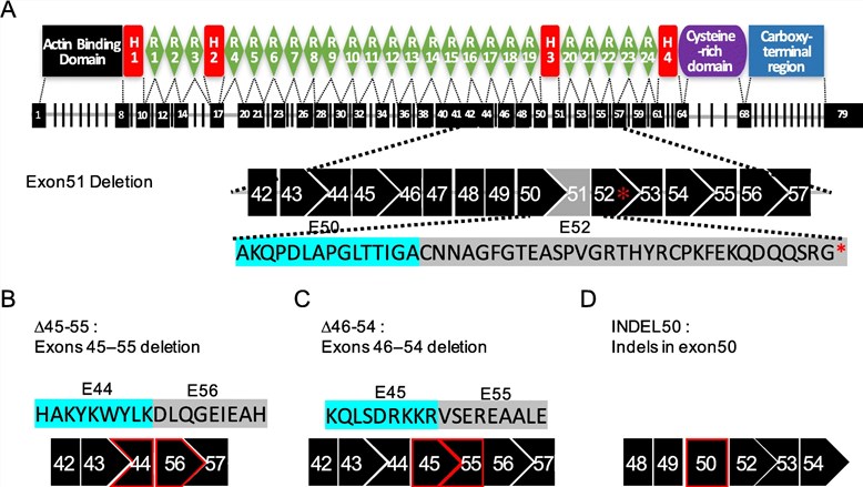 The structure of human dystrophin and the editing strategies that can be adopted during treatment. (OA Literature)