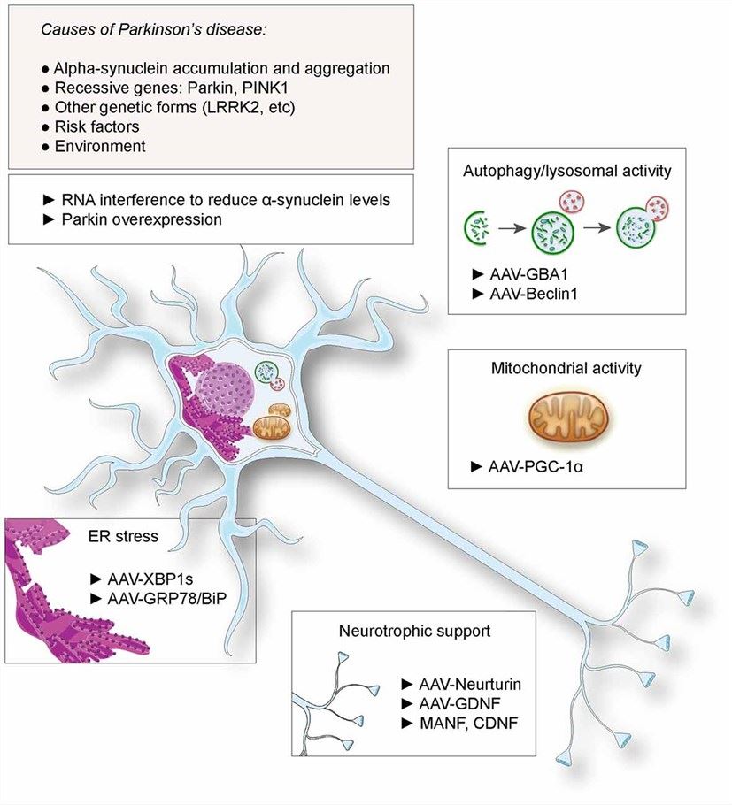 Proposed gene therapies for neuroprotection against Parkinson's disease (PD). (OA Literature)