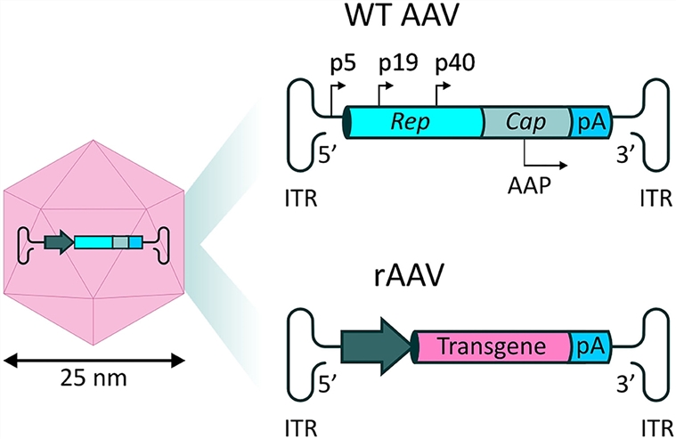 Structural schematic diagram of the recombinant AAV vector: including capsid and genetic material. (OA Literature)