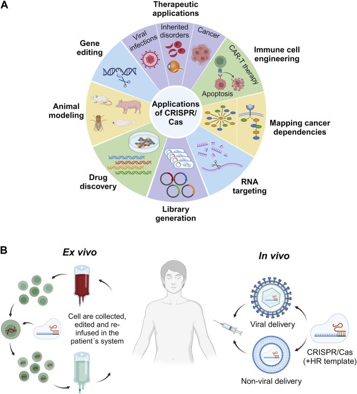 Applications of CRISPR/Cas and ex vivo and in vivo strategies, including cell harvesting, in vitro editing by CRISPR/Cas, and cell transfusion into patients. (OA Literature)