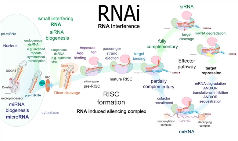 An overview of the infographic of RNA interference (RNAi) - including the biosynthesis of small RNAs, the formation of RISC, and the effect stage.