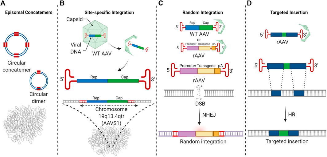 The fate of AAV vector genomes in the nucleus. (OA Literature)