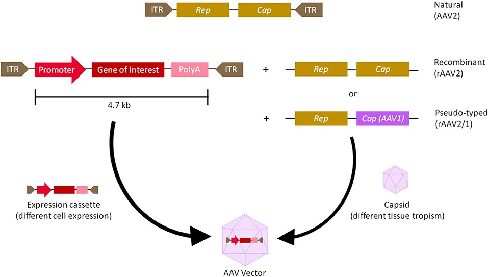 Genomic diagrams of wild and recombinant AAV. (OA Literature)