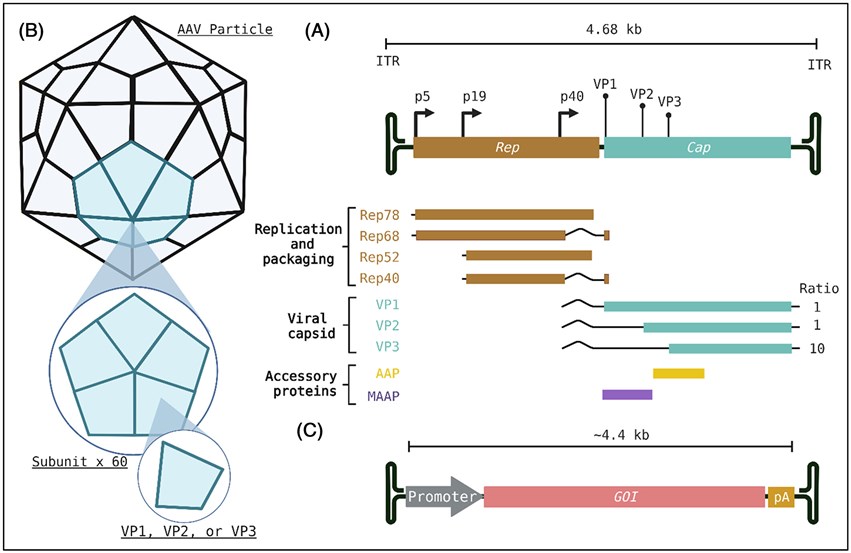 The basic structure and genomic schematic diagram of AAV. (OA Literature)
