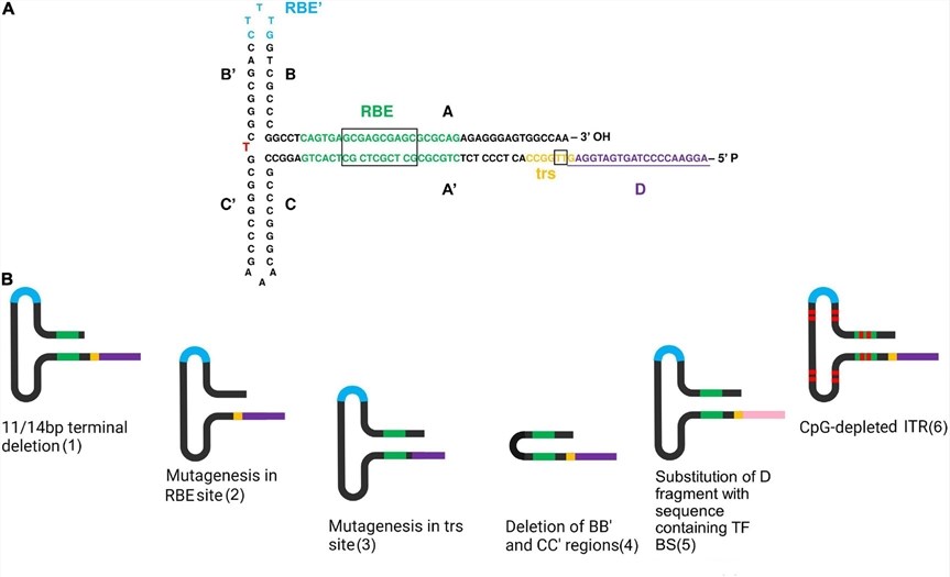 Directed structure modification of ITRs. (OA Literature)
