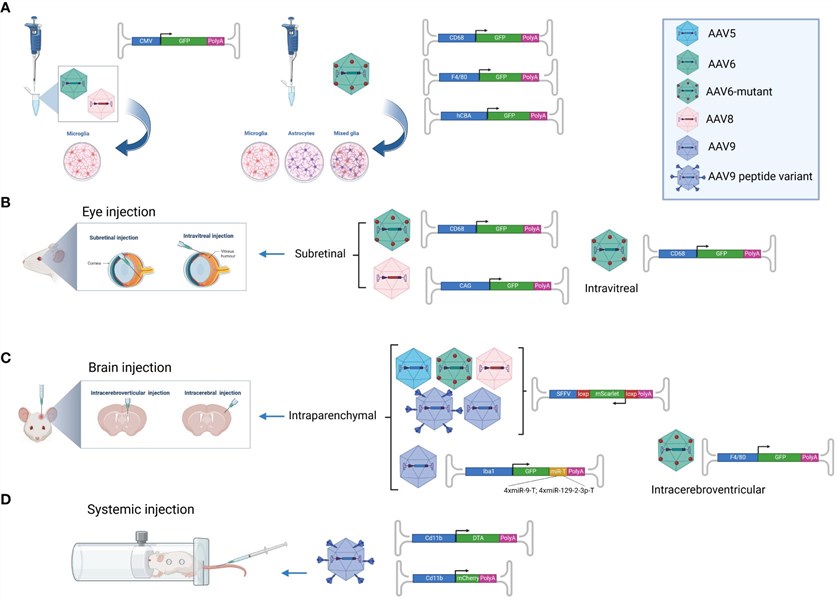 AAV-based microglia targeting approaches. (OA Literature)
