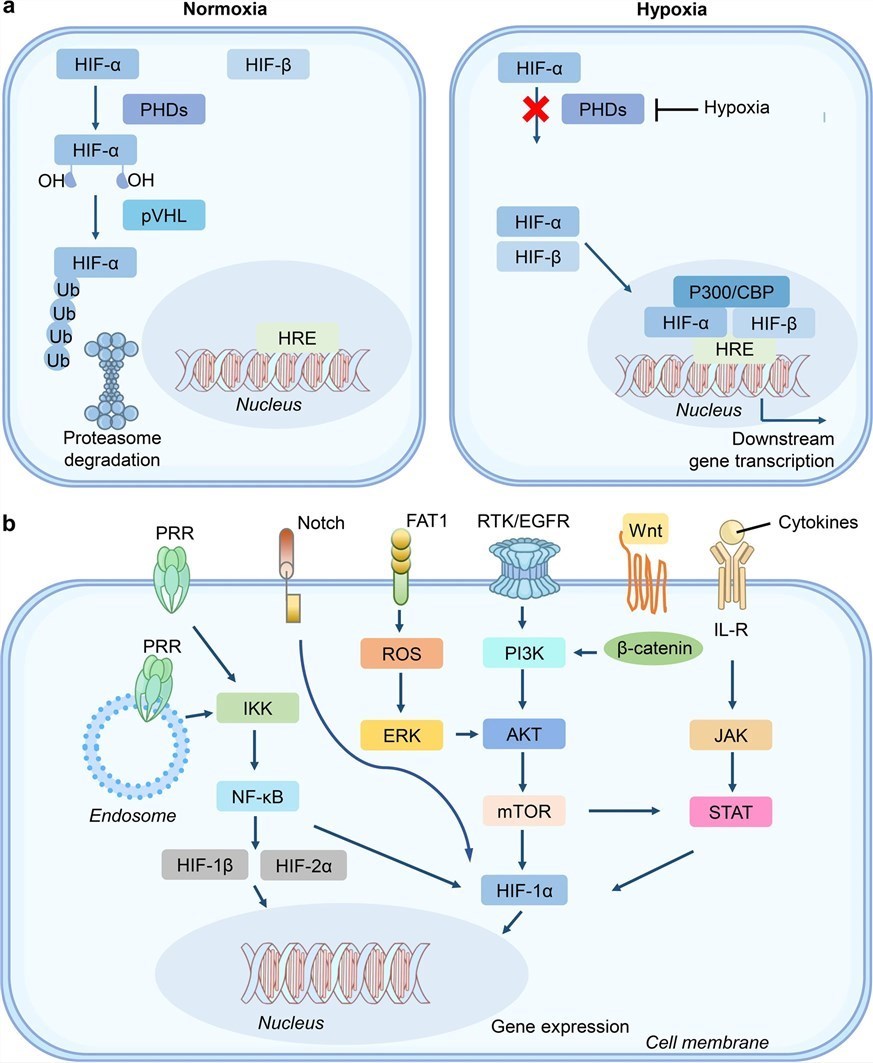 The underlying principles of hypoxia and cross-talk of HIF signal with multiple pathways. (OA Literature)