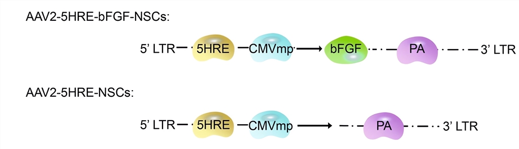 Schematic diagram for constructing AAV-HRE-bFGF-NSC. (OA Literature)