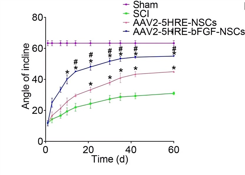 The inclined plane test scores of the control group and the AAV-HRE-bFGF-NSC treatment group. (OA Literature)