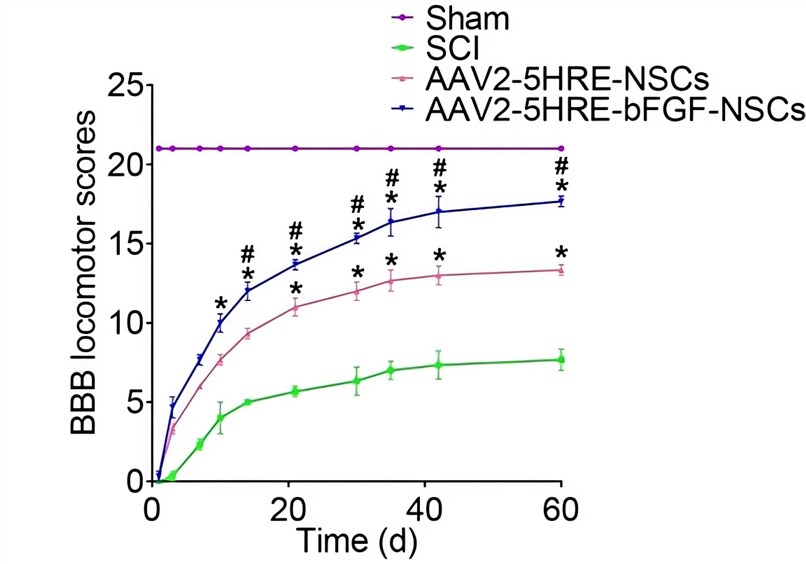 The BBB scales of the control group and the AAV-HRE-bFGF-NSC treatment group. (OA Literature)