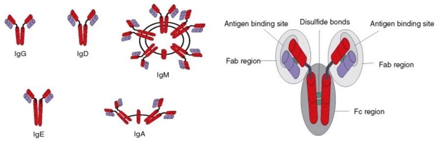 Five main classes (left) and structures of antibodies (right).