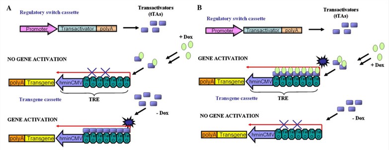 Control of Therapeutic Gene Expression