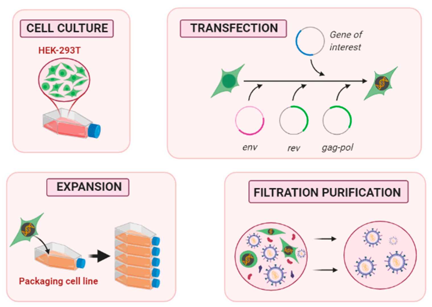 The proposed steps for the production of lentiviral vectors in packaging cell lines mainly include transfection, amplification, and purification. (OA Literature)