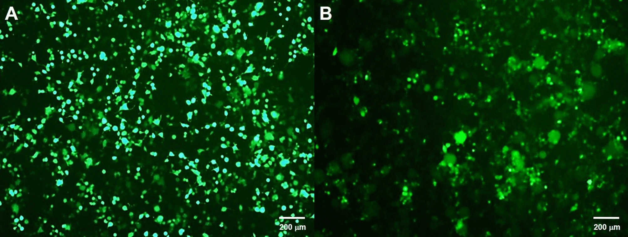 The effect of lentiviral vectors of passage 2 and 3 on transfection efficiency was tested, and the expression of GFP protein was observed under a fluorescence microscope after 48 hours. (OA Literature)