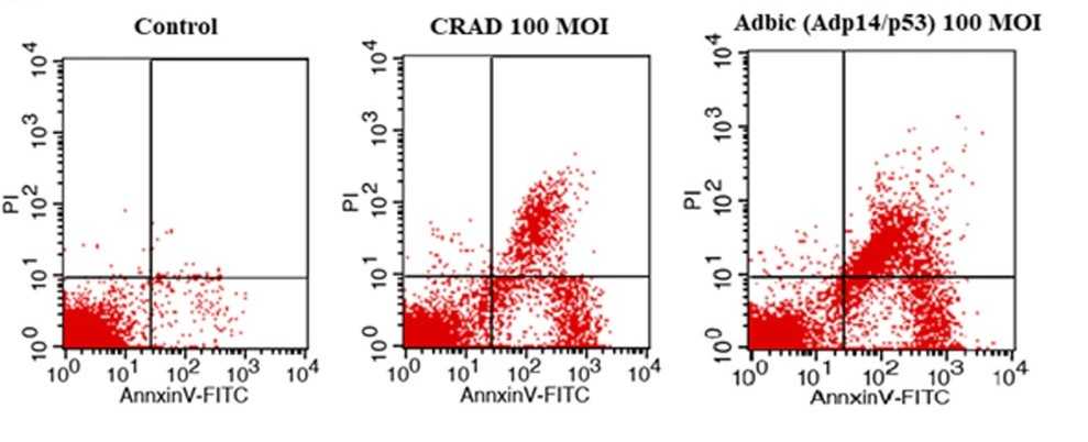 Treatment of tumor cells with an adenovirus vector can affect the apoptosis of tumor cells. (OA Literature)