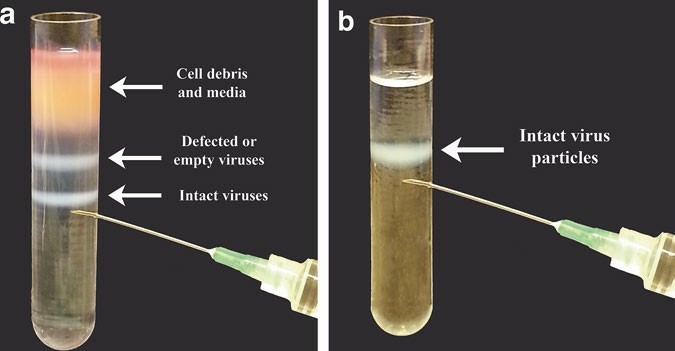 CsCl gradient-based virus purification