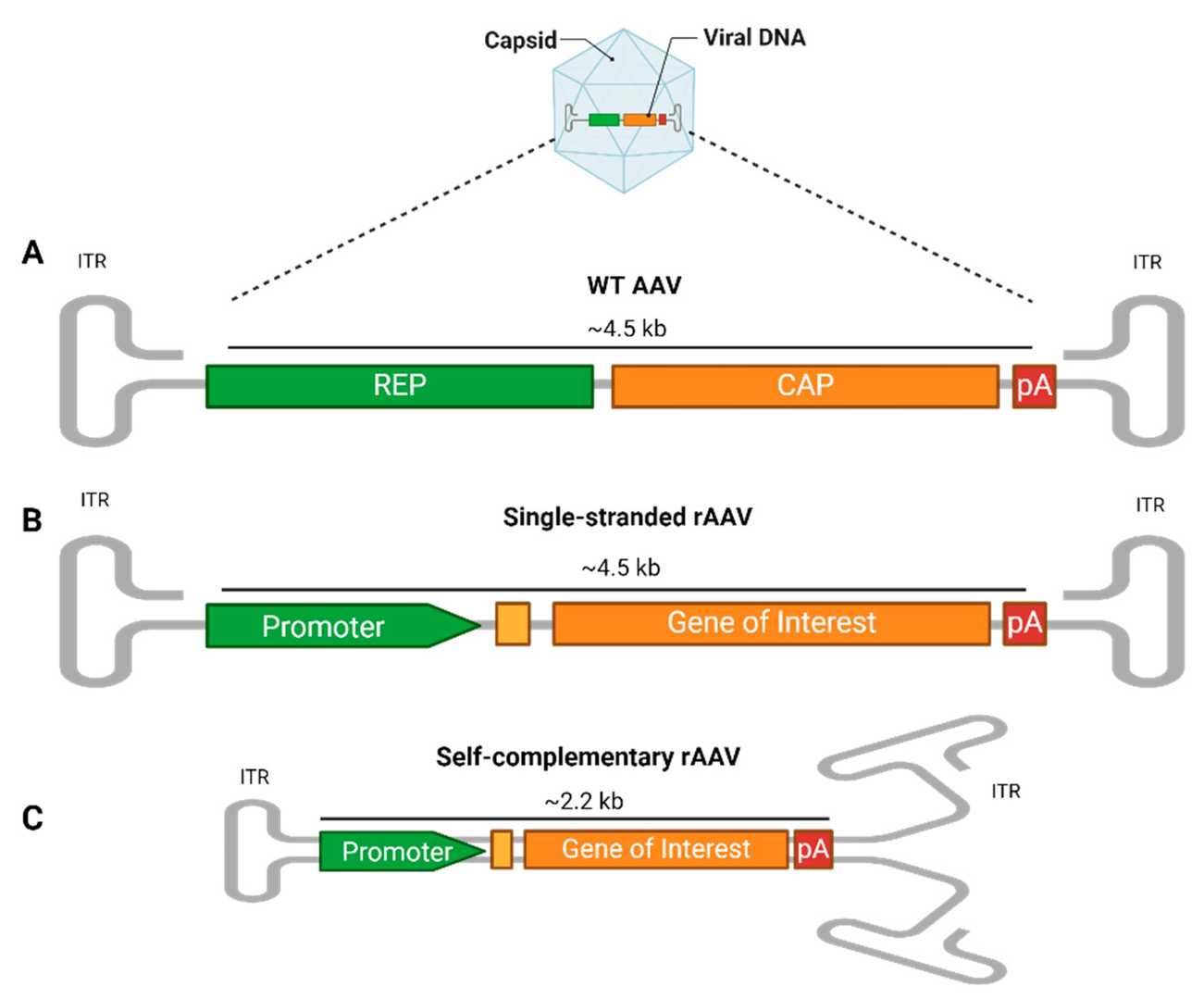 Schematic representation of the genome structures of WT AAV, single-stranded rAAV, and Self-complementary rAAV vectors. (OA Literature)