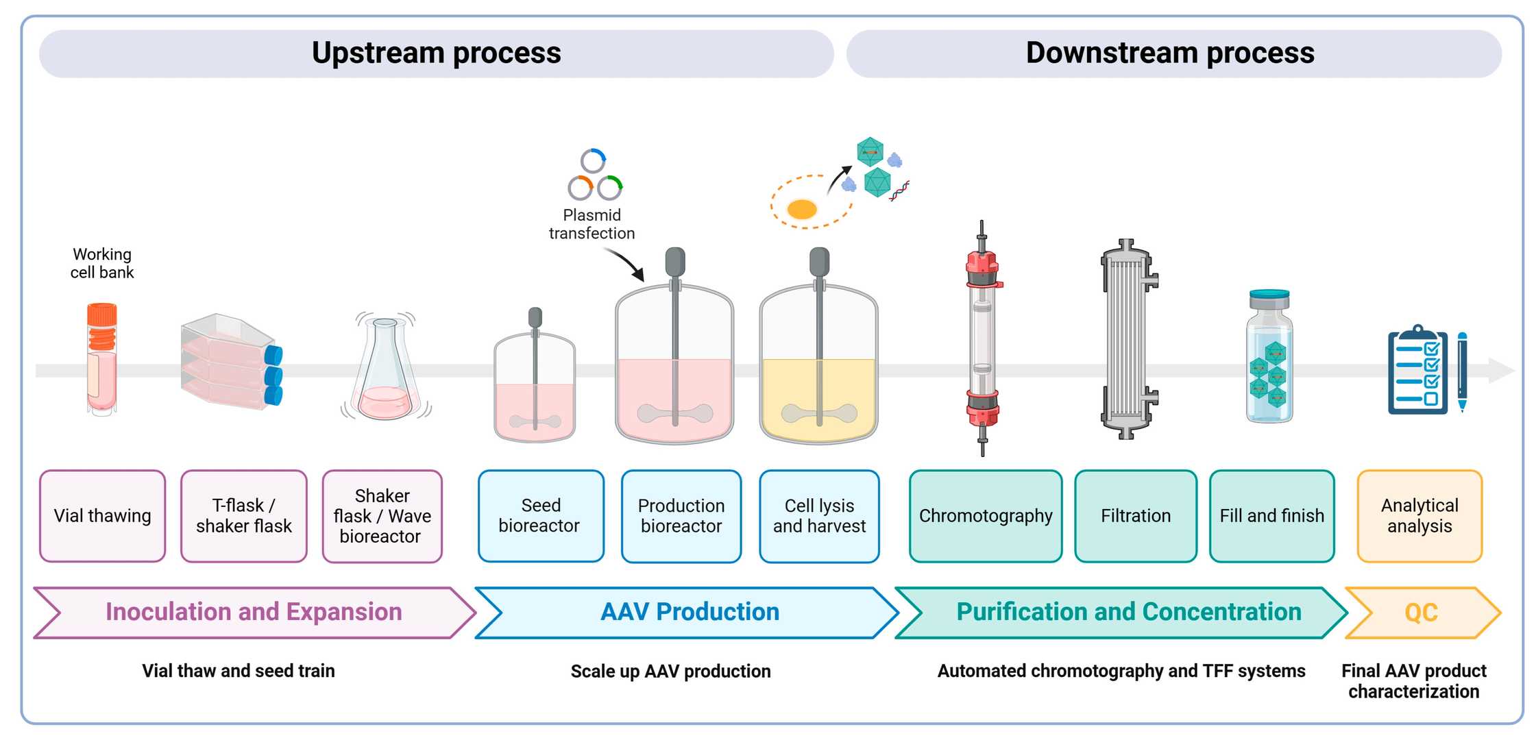 AAV Vector production process includes upstream processes (amplification, transfection) and downstream processes (purification, quality testing). (OA Literature)